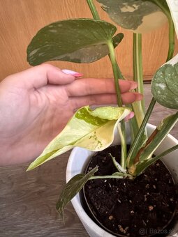 monstera thai - 6