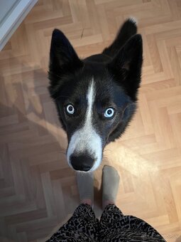 Husky / Border kólia - 6