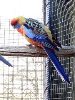 Rozely Adelaidské - 6