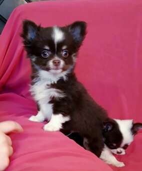 Čivava  dlhosrstá   -  1psík + 1fenka - 6