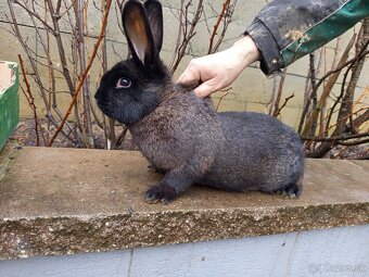 Predám králiky - 6