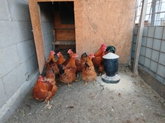 Nasadové vajcia hempšír - 6