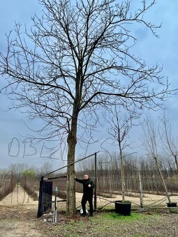 Paulownia-Agát Obelisk - 6