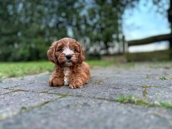 Red Maltipoo Kiskutyák - 6