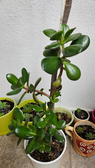 Rastlina tučnolist, priemer kvetináča cca 13 cm - 6