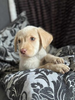 Šteniatka labrador a biely chlapec IHNEĎ - 6