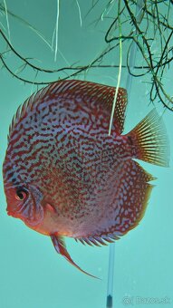 Tercovce - Discus - 6