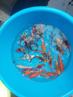 Koi kapre - 6