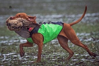 Maďarská vyžla-prijímam rezervácie na šteniatka - 6