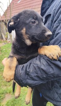 Nemecký ovčiak - 6