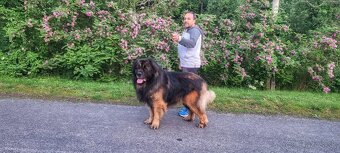 Leonberger s PP - 6