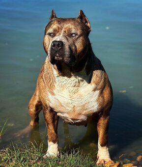American bully XL, pitbull xxl - 6