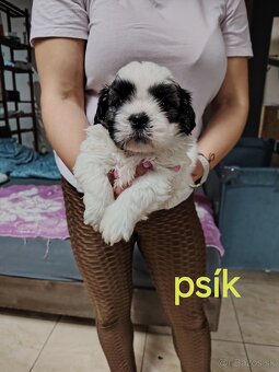 Šteniatka shih-tzu(shitzu, shihtzu) - 6