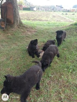 Šteniatka nemecký ovčiak - 6