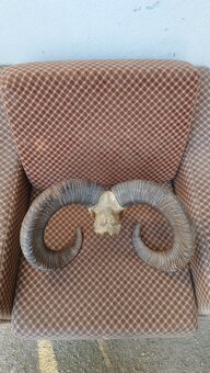 Predám trofej muflona parožie zhody trofeje - 6