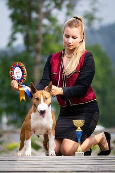 Mini bullterier / Miniature Bullterrier - psík - 6