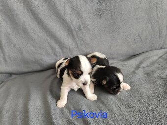 Ponúkam rezerváciu na šteniatka yorkshirsky teriér biewer - 6