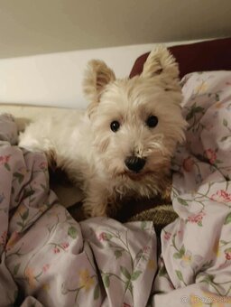 Westik na krytie - 6