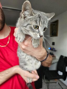 Podarujeme mačiatko - 6