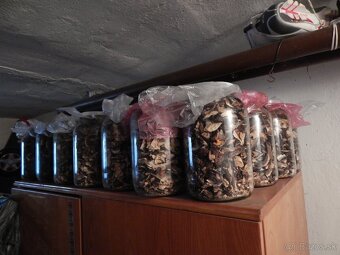 Predám sušené dubáky. - 6