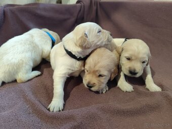 Zlatý retriever šteniatka - 6