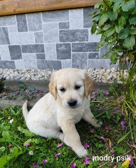 Zlatý retriever šteniatka - 6