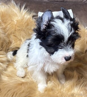 Biewer Yorkshire Terrier s PP - 6