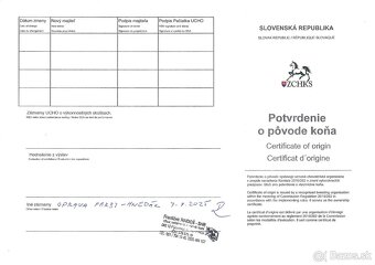 Predám skvelého 2-ročného ST žrebca - 6