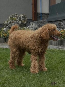 Goldendoodle stredny - 6