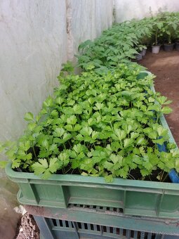 Planty paradajkové, paprikové, zelerové - 6