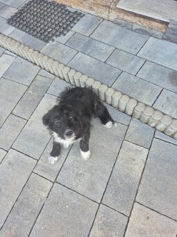 Darujeme šteniatka fenky - 6