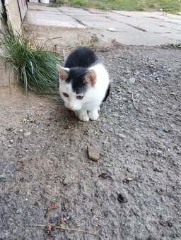 Darujem mačiatko - 6