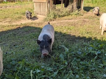 gottingenske mini prasiatka prasa prasce gotingen sviňa svin - 6