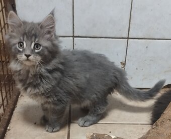 Mainska mývalia mačka - 6