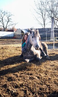 Športová pony kobylka - 6