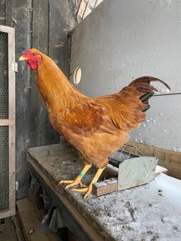 Oravka žltohnedá - 6