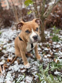 Americký Staford - 6