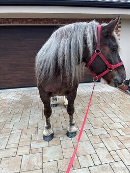 BRETÓNSKA KOBYLA - 6