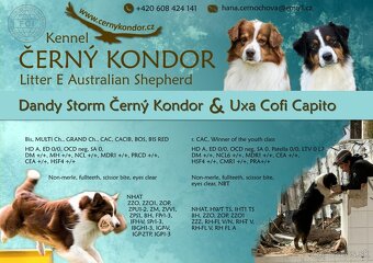 Australský ovčák - štěňátka s PP - 6