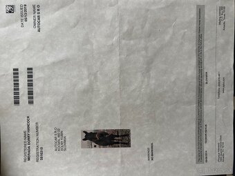 Kobyla Quarter horse - 6