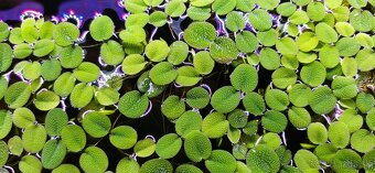 Rastliny do akvária, gupky, krevetky mix(Neocaridina) - 6