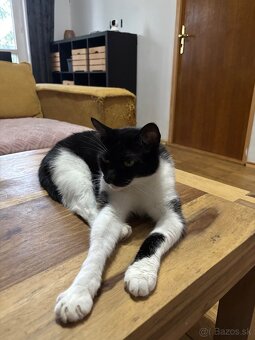 Svojská Lolla(pivo) hľadá domov - 6