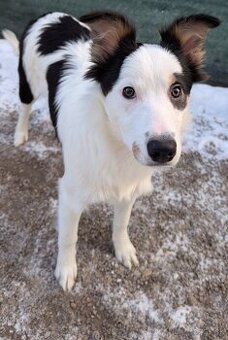 Border kolia tricolor - 6