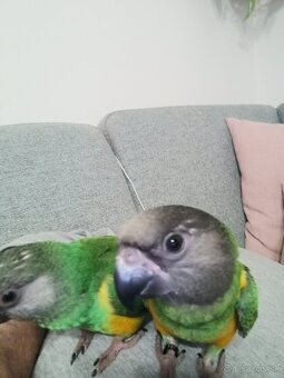 Papagáj senegalsky - 6