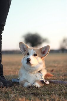 Welsh corgi pembroke s PP - 6