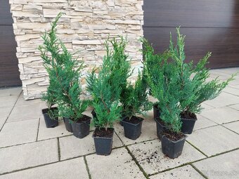 Cyprusovec leylandský (Cupressocyparis leylandii) - 6