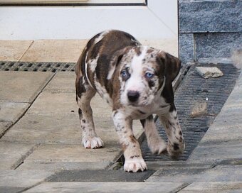 Louisianský leopardí pes s PP - 6