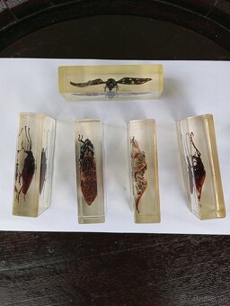 Super Vau  zbierka Hmyzu - 6