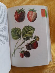 Atlas chorôb a škodcov ovocných stromov a viniča - 6