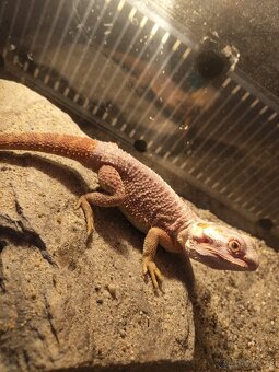 Agama bradatá red - 6
